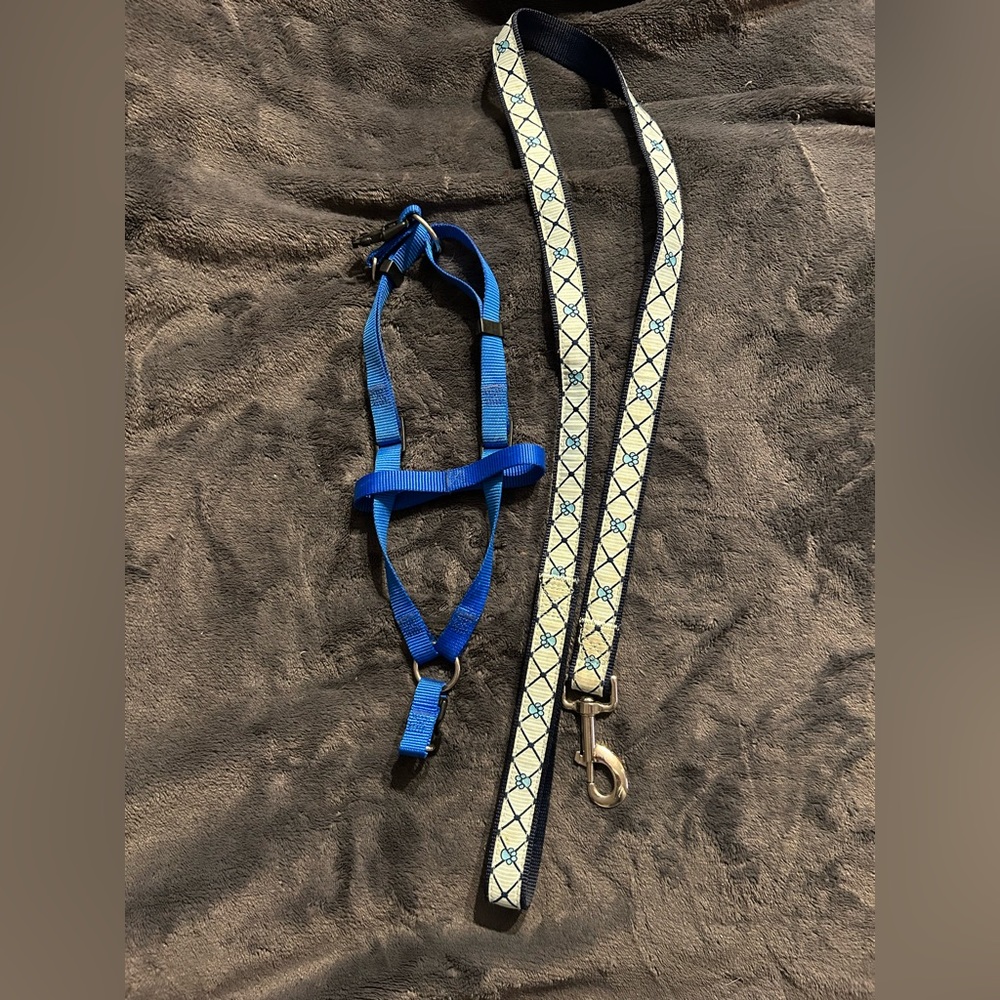 Blue harness and leash